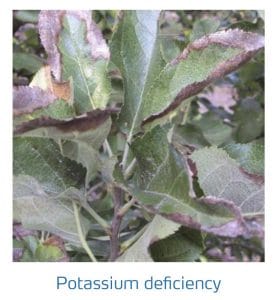 علائم کمبود پتاسیم در درختان دانه دار (Potassium Deficiency)