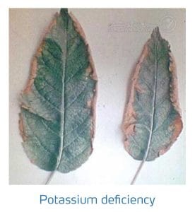 علائم کمبود پتاسیم در درختان دانه دار (Potassium Deficiency)