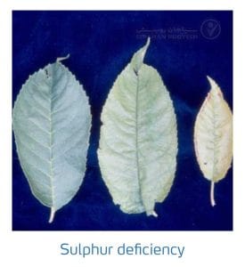 علائم کمبود سولفور در درختان دانه دار (Sulphur Deficiency)