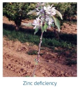 علائم کمبود روی در درختان دانه دار (Zinc Deficiency)