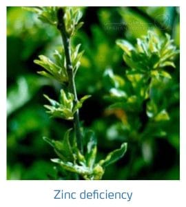 علائم کمبود روی در درختان دانه دار (Zinc Deficiency)