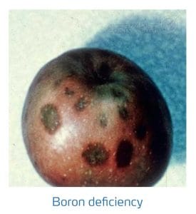 علائم کمبود بُر در درختان دانه دار (Boron Deficiency)