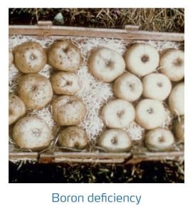 علائم کمبود بُر در درختان دانه دار (Boron Deficiency)