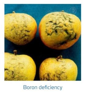 علائم کمبود بُر در درختان دانه دار (Boron Deficiency)