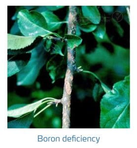 علائم کمبود بُر در درختان دانه دار (Boron Deficiency)