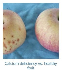 علائم کمبود کلسیم در مقابل میوه سالم در درختان دانه دار (Calcium Deficiency v.s healthy fruit)