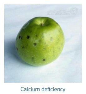 علائم کمبود کلسیم در درختان دانه دار (Calcium Deficiency)