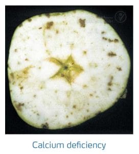 علائم کمبود کلسیم در درختان دانه دار (Calcium Deficiency)