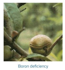 علائم کمبود بُر در درختان هسته دار (Boron Deficiency)