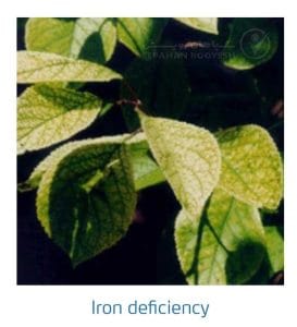 علائم کمبود آهن در درختان هسته دار (Iron Deficiency)