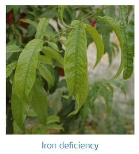 علائم کمبود آهن در درختان هسته دار (Iron Deficiency)