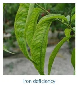 علائم کمبود آهن در درختان هسته دار (Iron Deficiency)