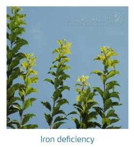 علائم کمبود آهن در درختان هسته دار (Iron Deficiency)