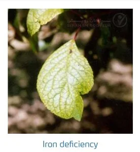 علائم کمبود آهن در درختان هسته دار (Iron Deficiency)