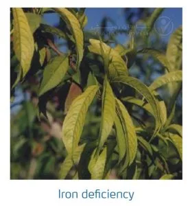 علائم کمبود آهن در درختان هسته دار (Iron Deficiency)