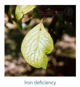 علائم کمبود آهن در درختان هسته دار (Iron Deficiency)