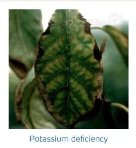 علائم کمبود پتاسیم در درختان هسته دار (Potassium Deficiency)