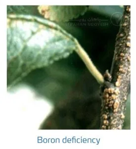 علائم کمبود بُر در درختان هسته دار (Boron Deficiency)