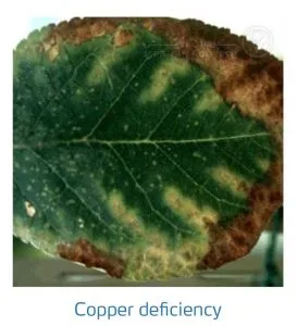 علائم کمبود مس در درختان هسته دار (Copper Deficiency)