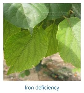 علائم کمبود آهن در درختان هسته دار (Iron Deficiency)