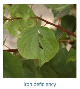 علائم کمبود آهن در درختان هسته دار (Iron Deficiency)