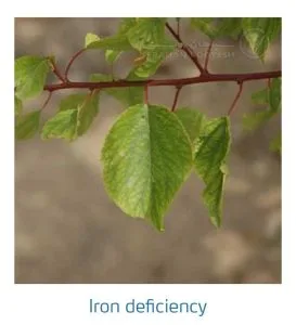 علائم کمبود آهن در درختان هسته دار (Iron Deficiency)