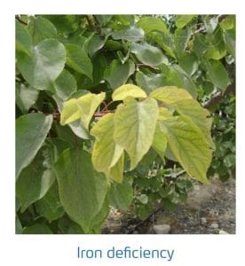 علائم کمبود آهن در درختان هسته دار (Iron Deficiency)