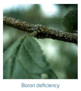 علائم کمبود بُر در درختان هسته دار (Boron Deficiency)