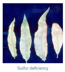 علائم کمبود سولفور در درختان هسته دار (Sulfur Deficiency)