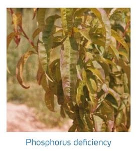 علائم کمبود فسفر در درختان هسته دار (Phosphorus Deficiency)