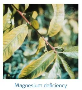 علائم کمبود منیزیم در درختان هسته دار (Magnesium Deficiency)