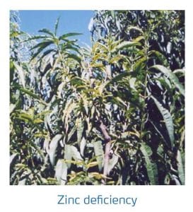 علائم کمبود روی در درختان هسته دار (Zinc Deficiency)