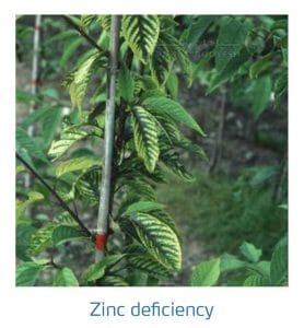 علائم کمبود روی در درختان هسته دار (Zinc Deficiency)