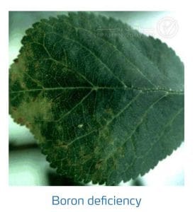 علائم کمبود بُر در درختان هسته دار (Boron Deficiency)