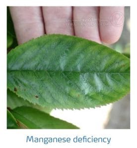 علائم کمبود منیزیم در درختان هسته دار (Magnesium Deficiency)