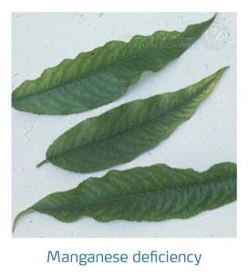 علائم کمبود منیزیم در درختان هسته دار (Magnesium Deficiency)