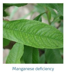 علائم کمبود منیزیم در درختان هسته دار (Magnesium Deficiency)