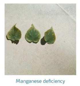 علائم کمبود منیزیم در درختان هسته دار (Magnesium Deficiency)