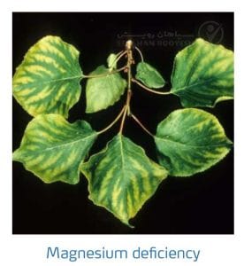 علائم کمبود منیزیم در درختان هسته دار (Magnesium Deficiency)