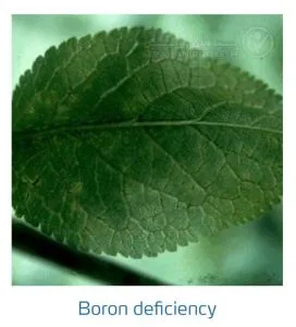 علائم کمبود بُر در درختان هسته دار (Boron Deficiency)