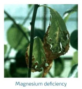 علائم کمبود منیزیم در درختان هسته دار (Magnesium Deficiency)