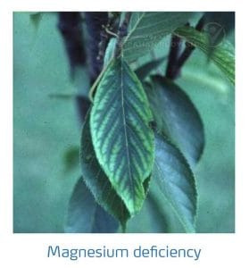 علائم کمبود منیزیم در درختان هسته دار (Magnesium Deficiency)