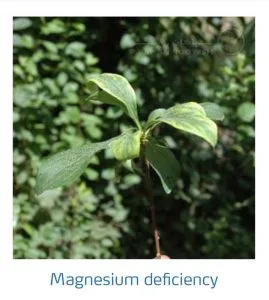 علائم کمبود منیزیم در درختان هسته دار (Magnesium Deficiency)