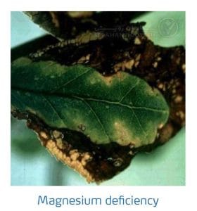 علائم کمبود منیزیم در درختان هسته دار (Magnesium Deficiency)