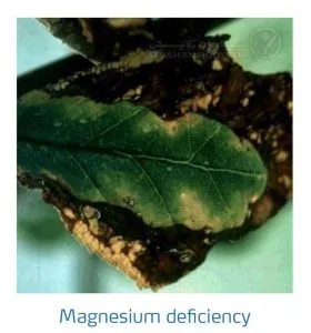 علائم کمبود منیزیم در درختان هسته دار (Magnesium Deficiency)