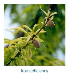 علائم کمبود آهن در درختان هسته دار (Iron Deficiency)