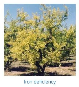 علائم کمبود آهن در درختان هسته دار (Iron Deficiency)