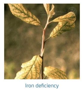 علائم کمبود آهن در درختان هسته دار (Iron Deficiency)