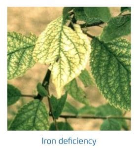 علائم کمبود آهن در درختان هسته دار (Iron Deficiency)