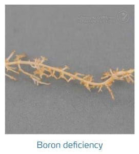 علائم کمبود بُر در توت فرنگی (Boron Deficiency)